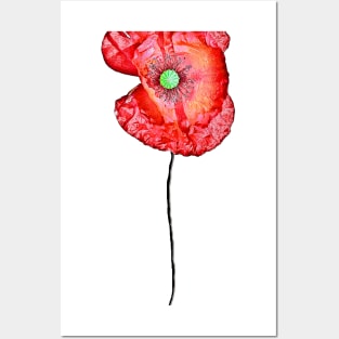 Red Poppy Posters and Art